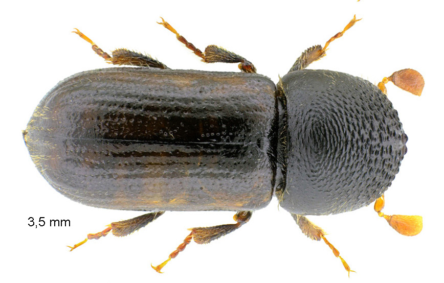 Trypodendron domesticum (Linnaeus, 1758)